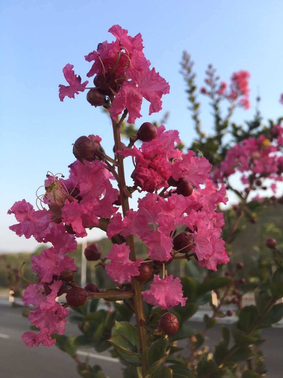 来认识一下烟台的市花