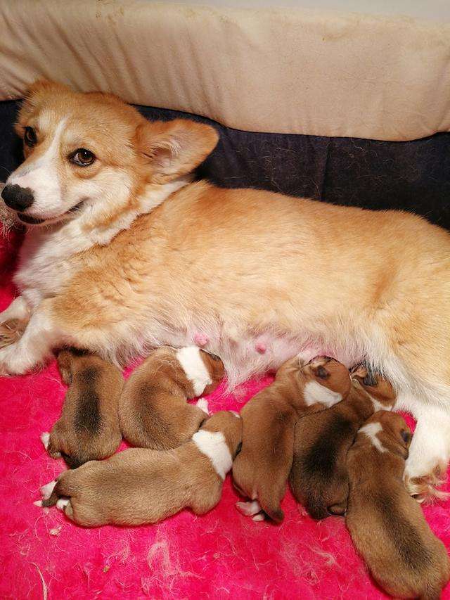 精品柯基17515729218微信同步