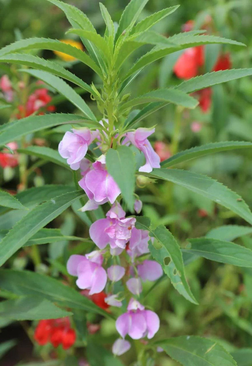 有谁知道这个花有什么用处吗