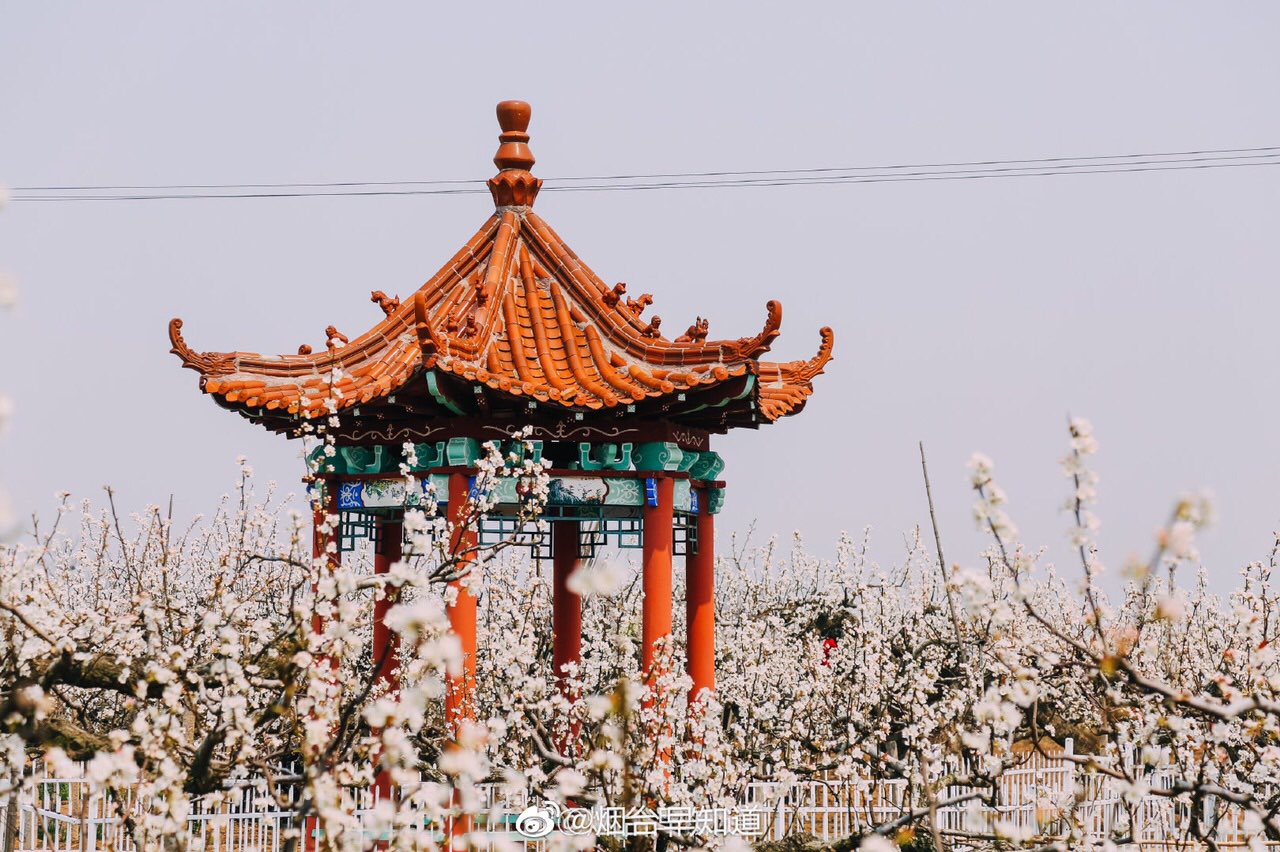 莱阳有梨花节看起来不错